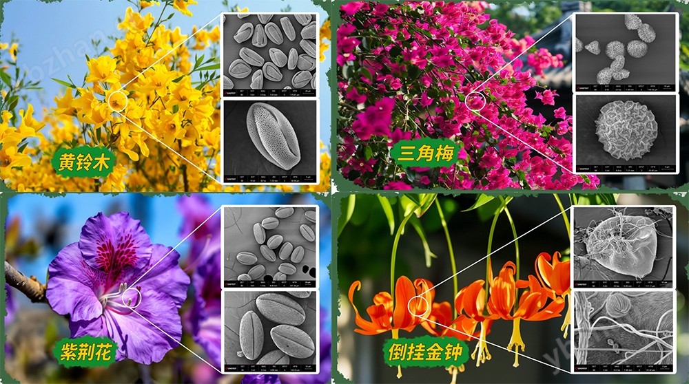 掃描電子顯微電鏡品牌