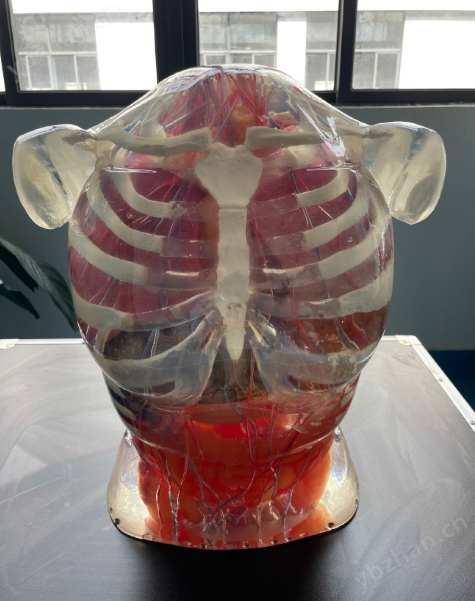 超声检查训练体模