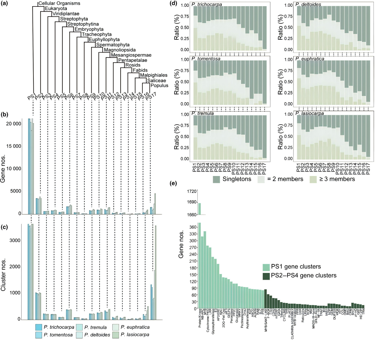 DAP-seq助力揭示杨树次生维管系统发育遗传调控机制